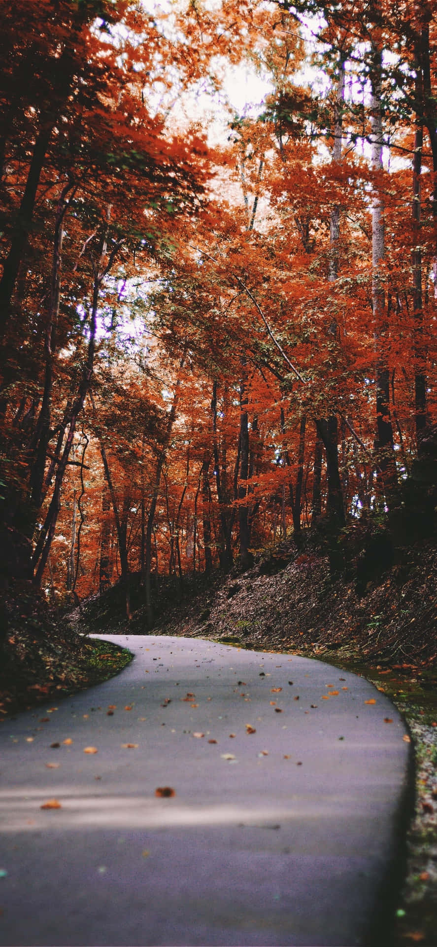 Iphones Xs Max Narrow Autumn Road Wallpaper