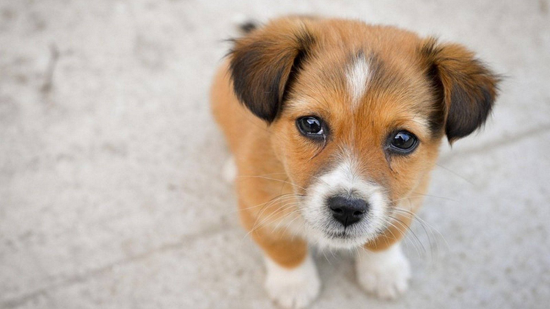 Jack Russell Terrier Puppy Desktop Wallpaper