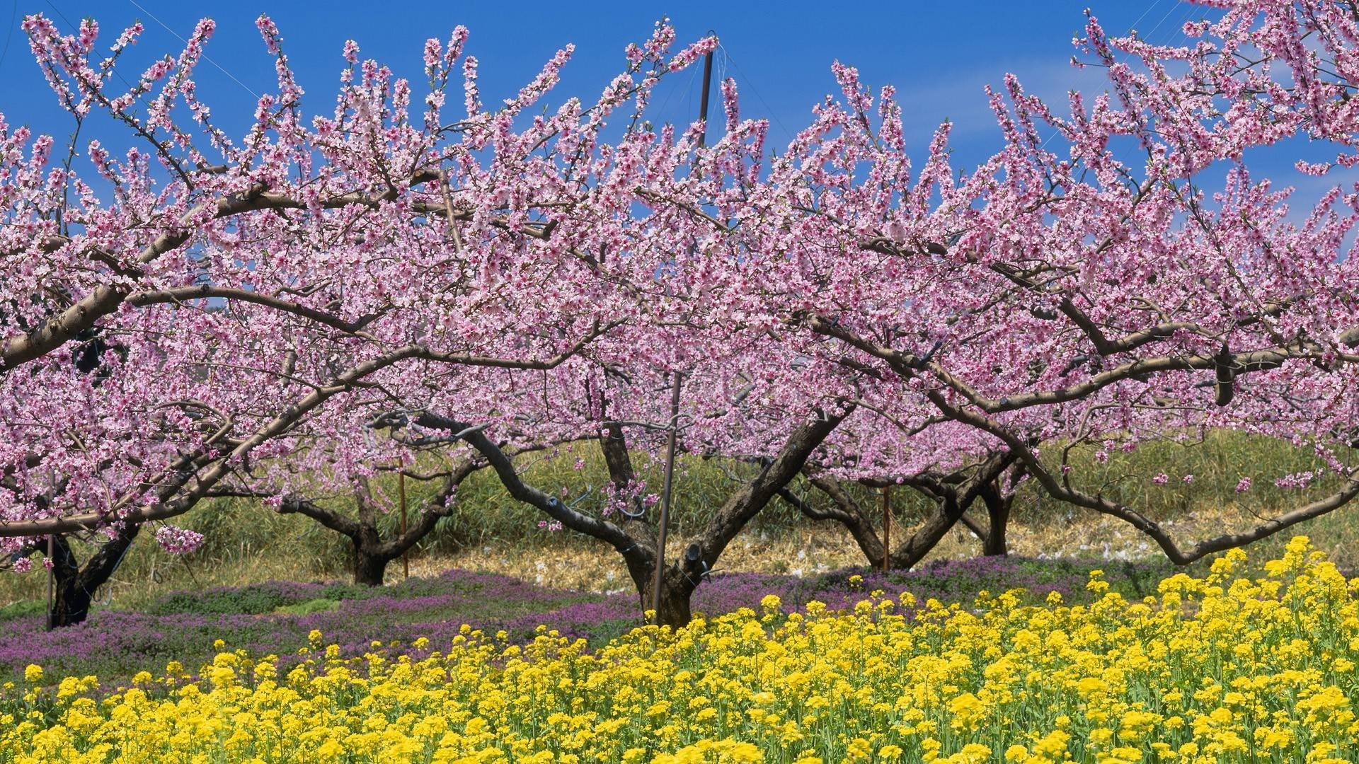 Japanese Cherry Blossom Tree Best Desktop Wallpaper