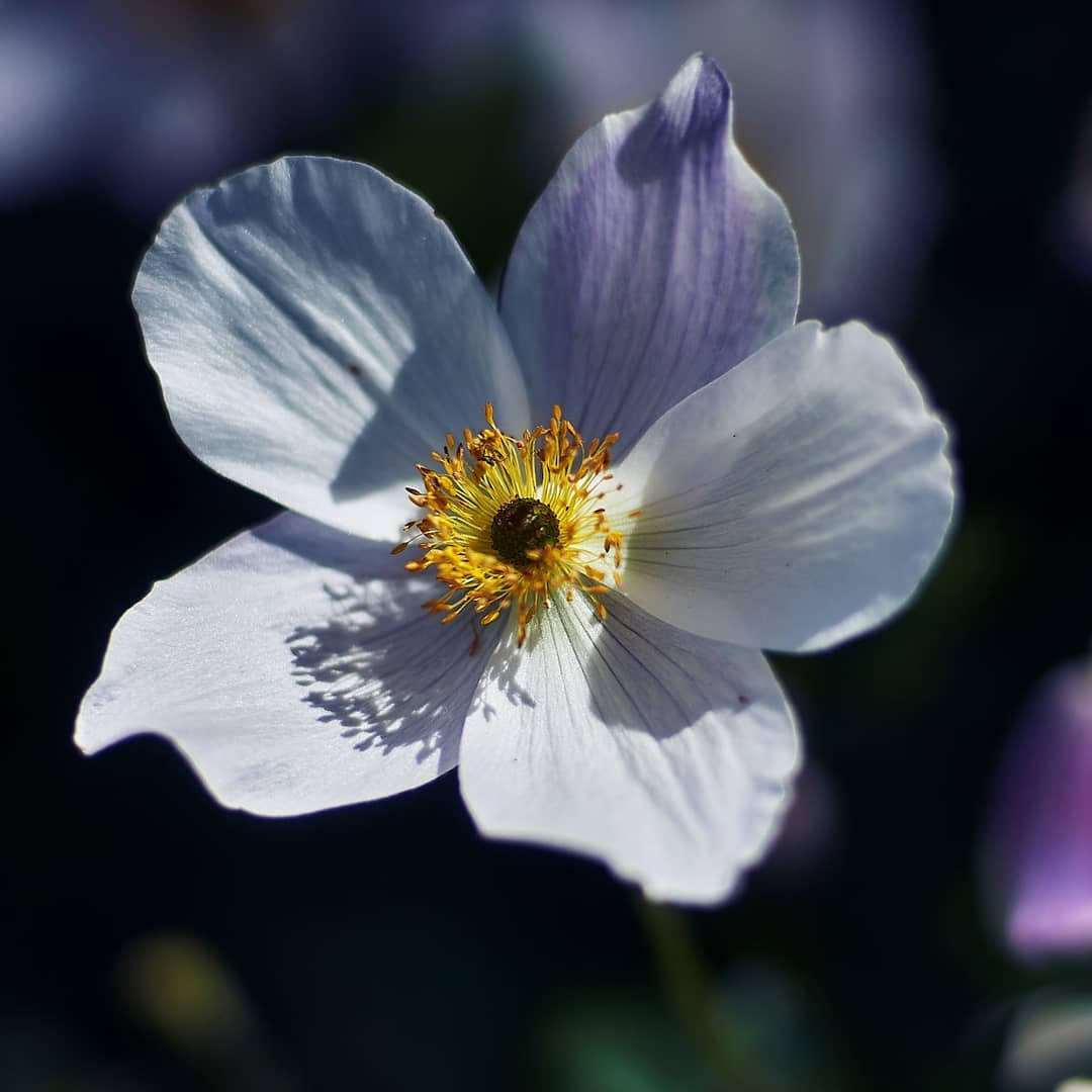 Japanese White Anemone Flower Wallpaper