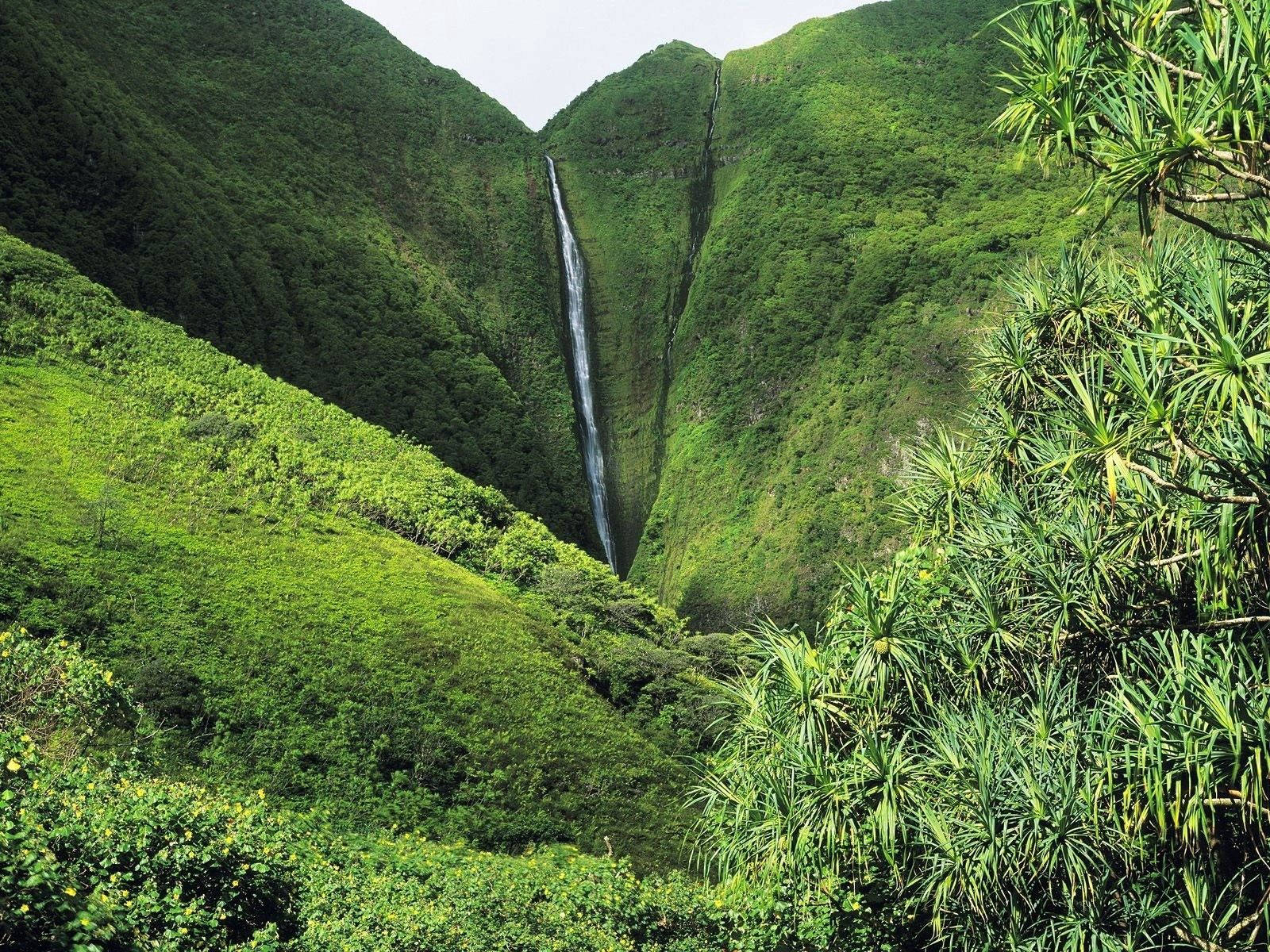 Kahiwa Falls Hawaii Jungle Wallpaper