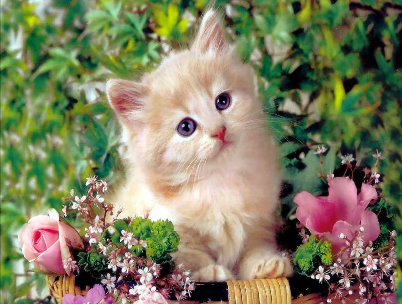 Kitten In Flower Basket Wallpaper