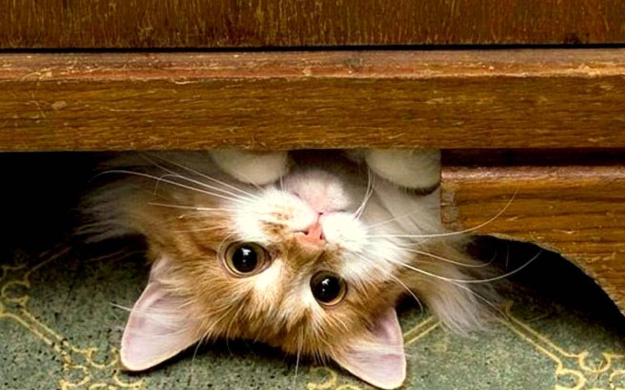 Kitten In Wooden Furniture Wallpaper