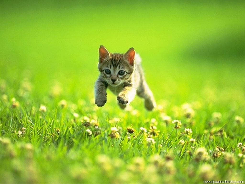 Kitten Playing Outdoors Wallpaper