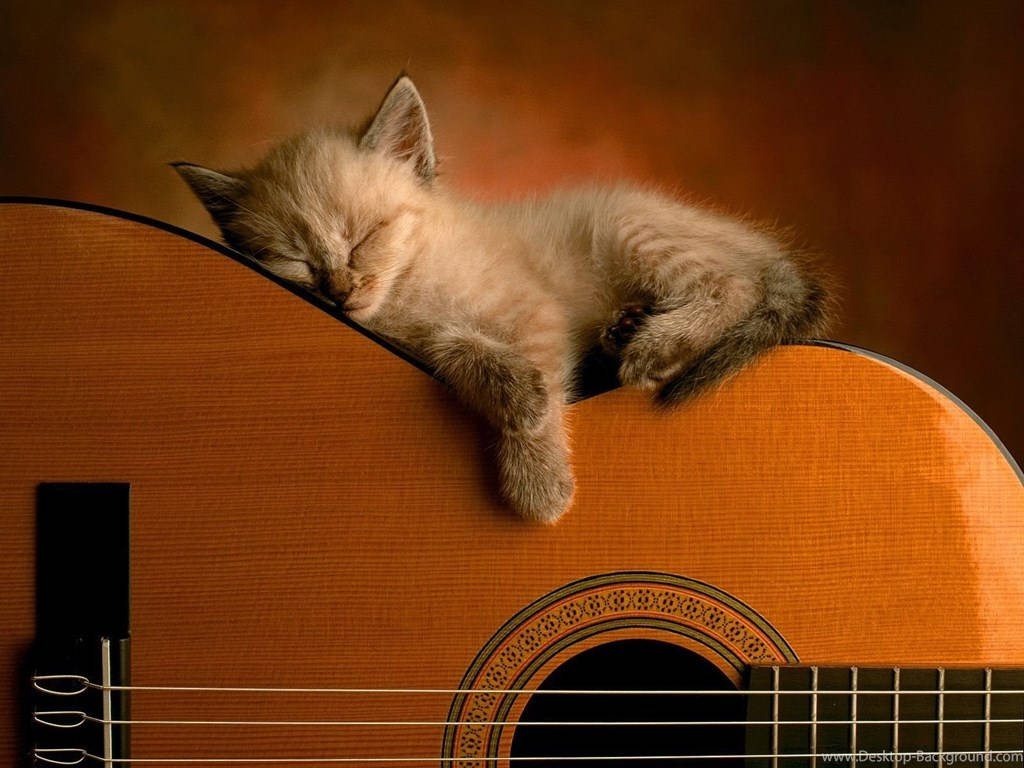 Kitten Sleeping On Guitar Wallpaper