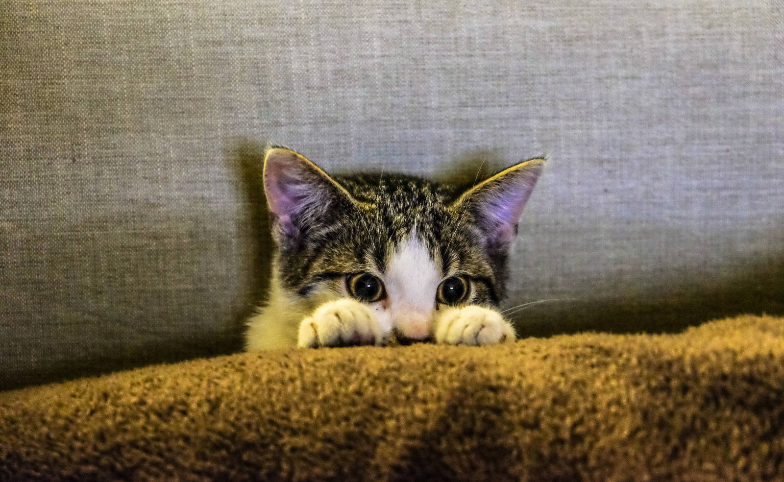 Kitten With Brown Blanket Wallpaper
