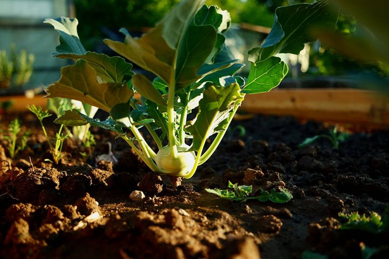 Kohlrabi Plant Under The Sunlight Wallpaper