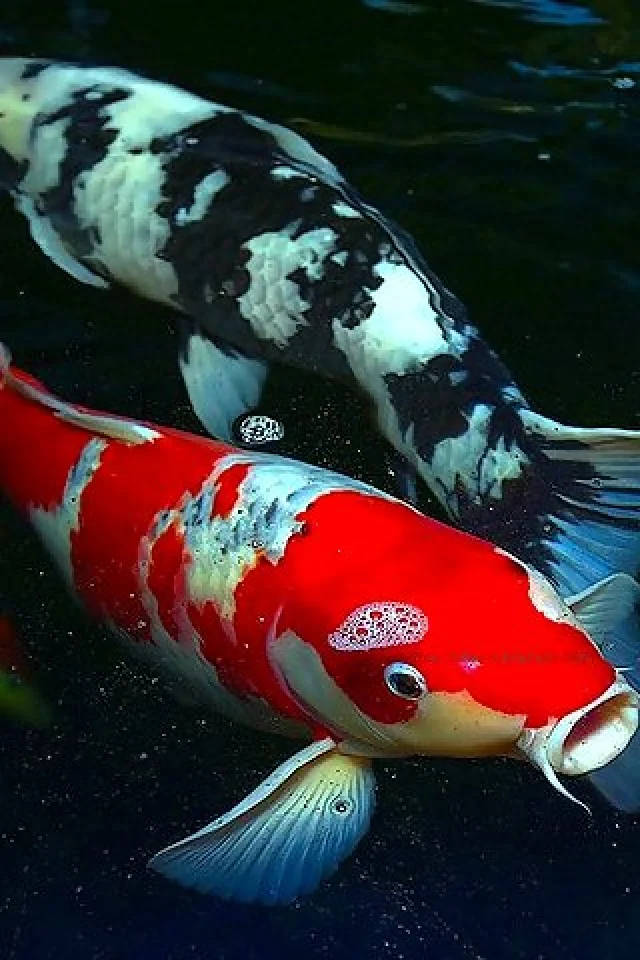 Koi Fish Iphone Wallpaper