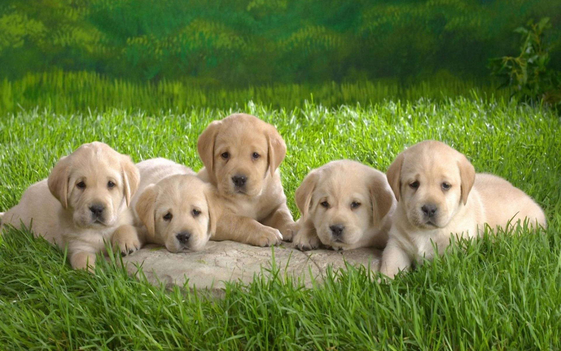 Labrador Charming Puppy Desktop Wallpaper