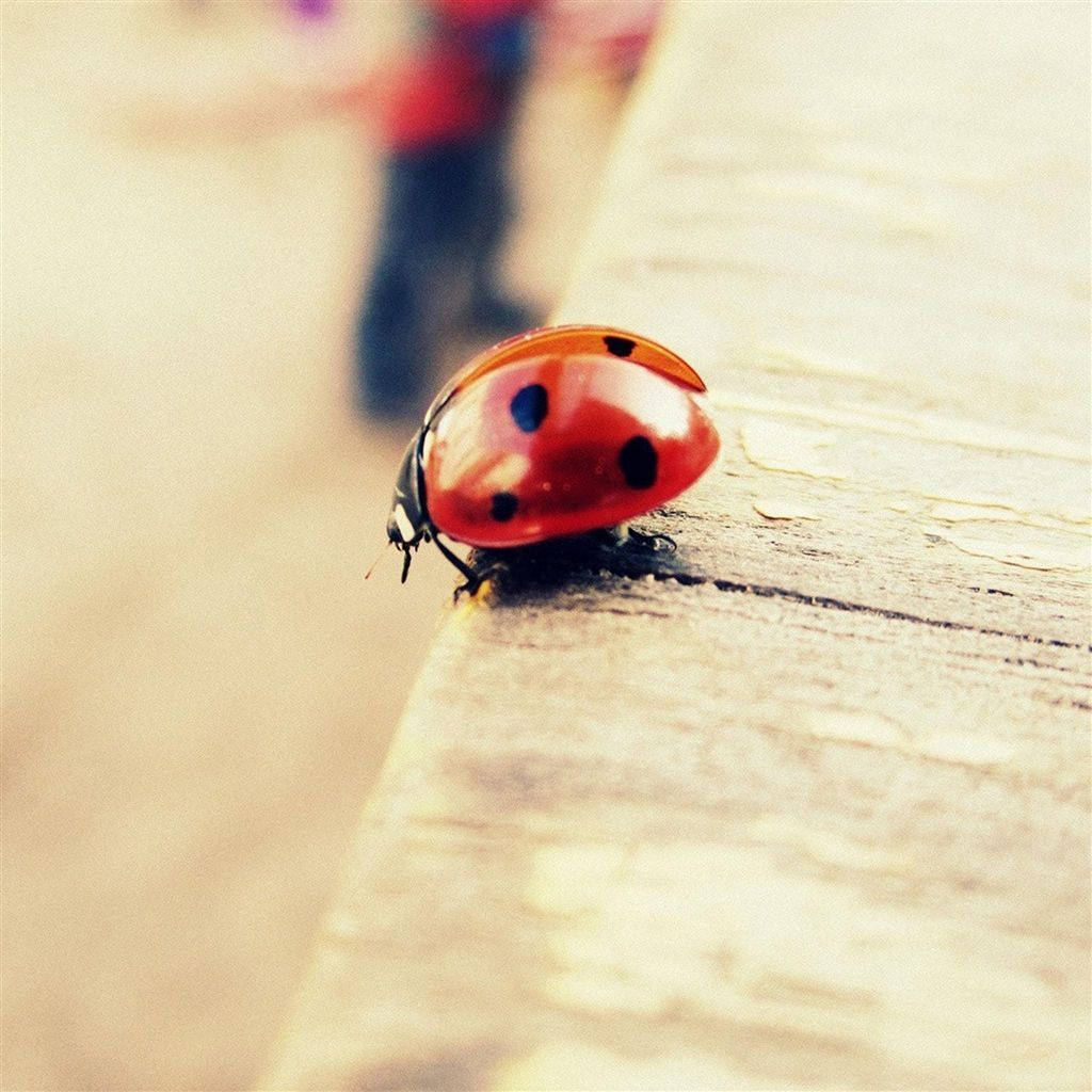 Ladybug Beetle Insect Wallpaper