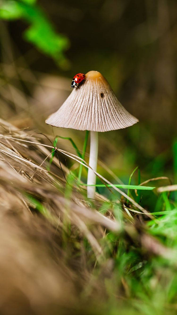 Ladybug Beetle On A Triangular Mushroom Wallpaper