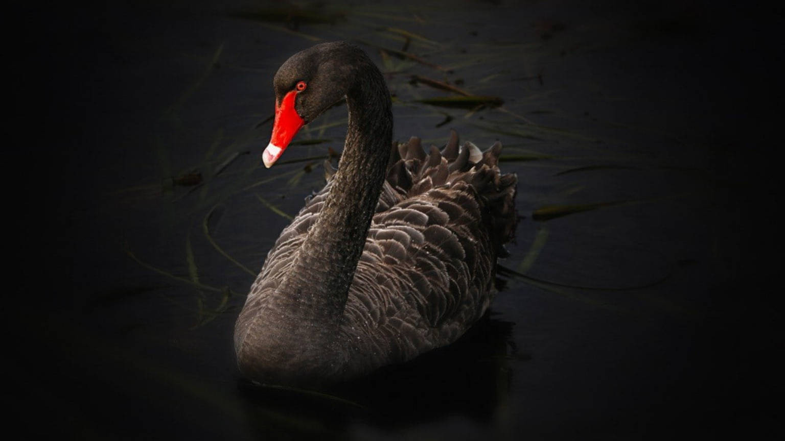 Lake Swan On Black Tablet Wallpaper