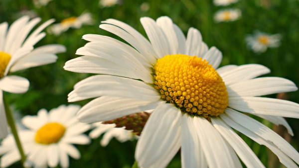 Large Daisy Flower 4k Wallpaper