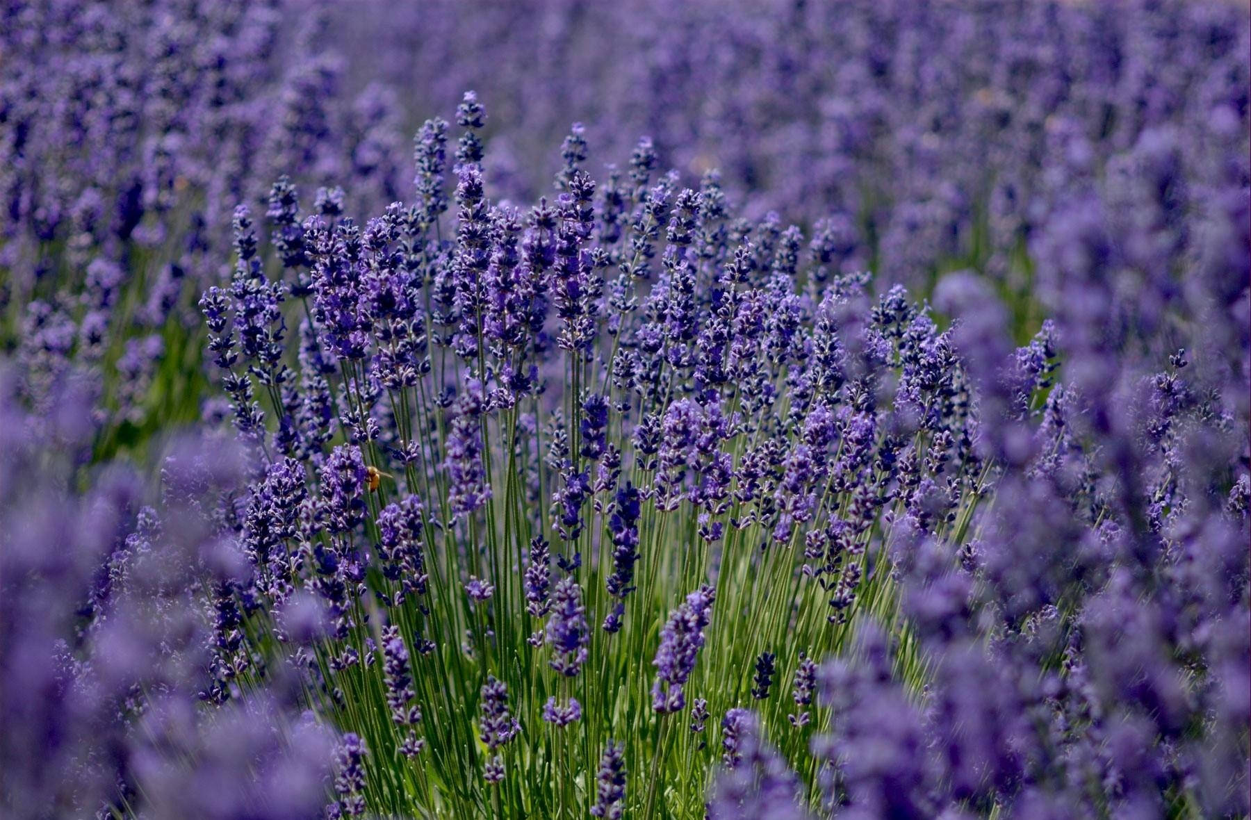 Lavender Field Sharp Close-up Wallpaper