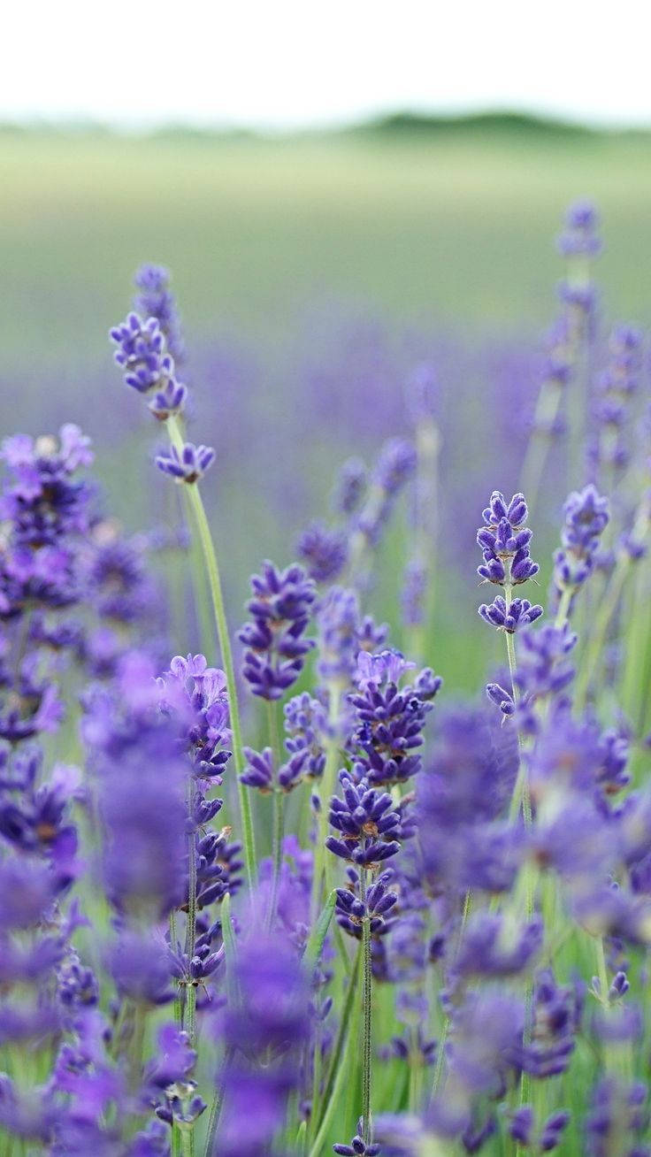 Lavender Flowers Green Field Wallpaper