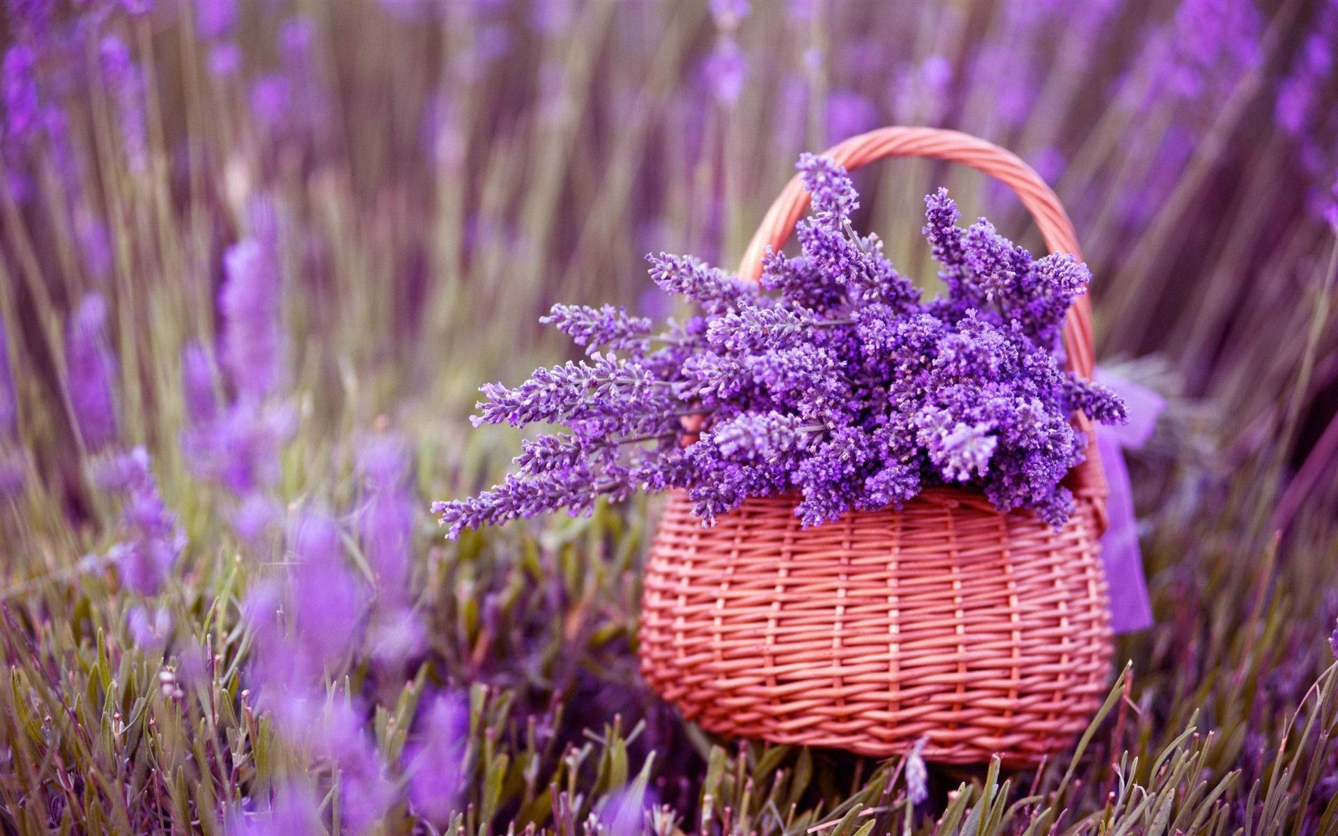 Lavender Flowers In Basket On Field Wallpaper
