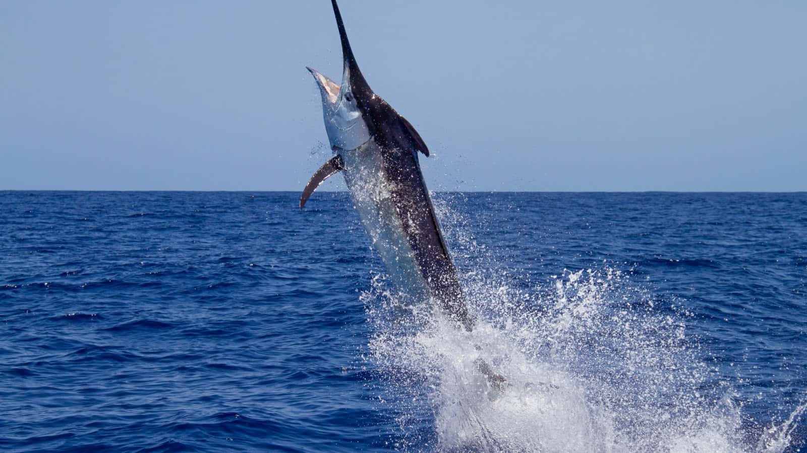 Leaping Marlin Blue Ocean Wallpaper