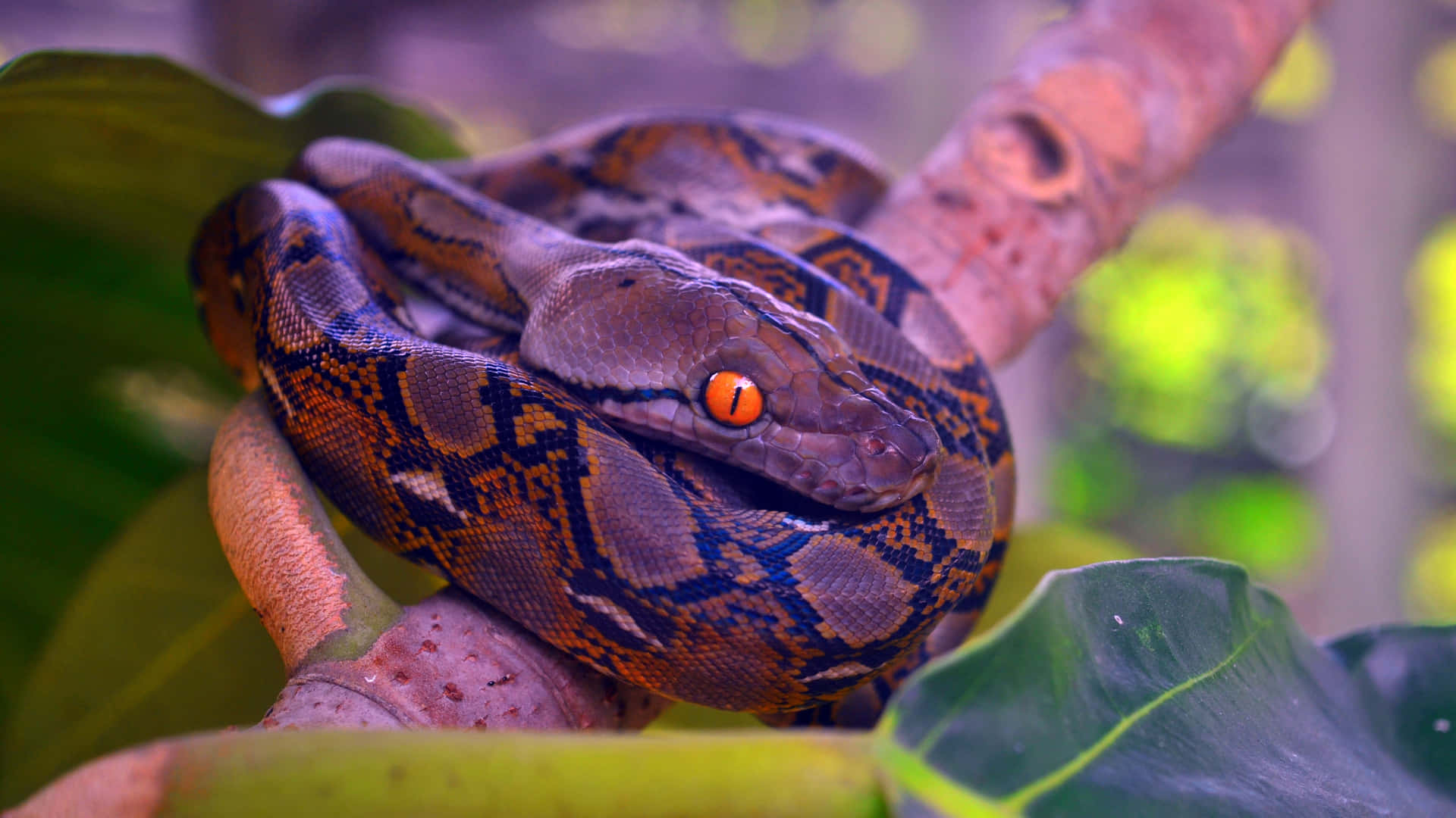 Python Script Glossary Wallpaper Python Wallpapers | WallpapersOK