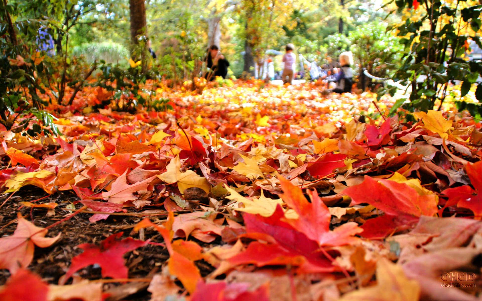 Leaves Are On The Ground Wallpaper