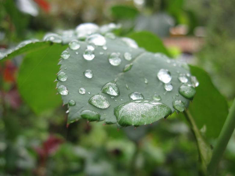 Leaves Raindrops Most Beautiful Rain Wallpaper