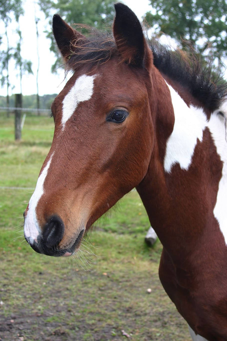 Lewitz Horse Foal Breed Portrait Wallpaper