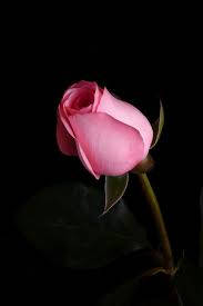 Light Pink Rose Flower Wallpaper