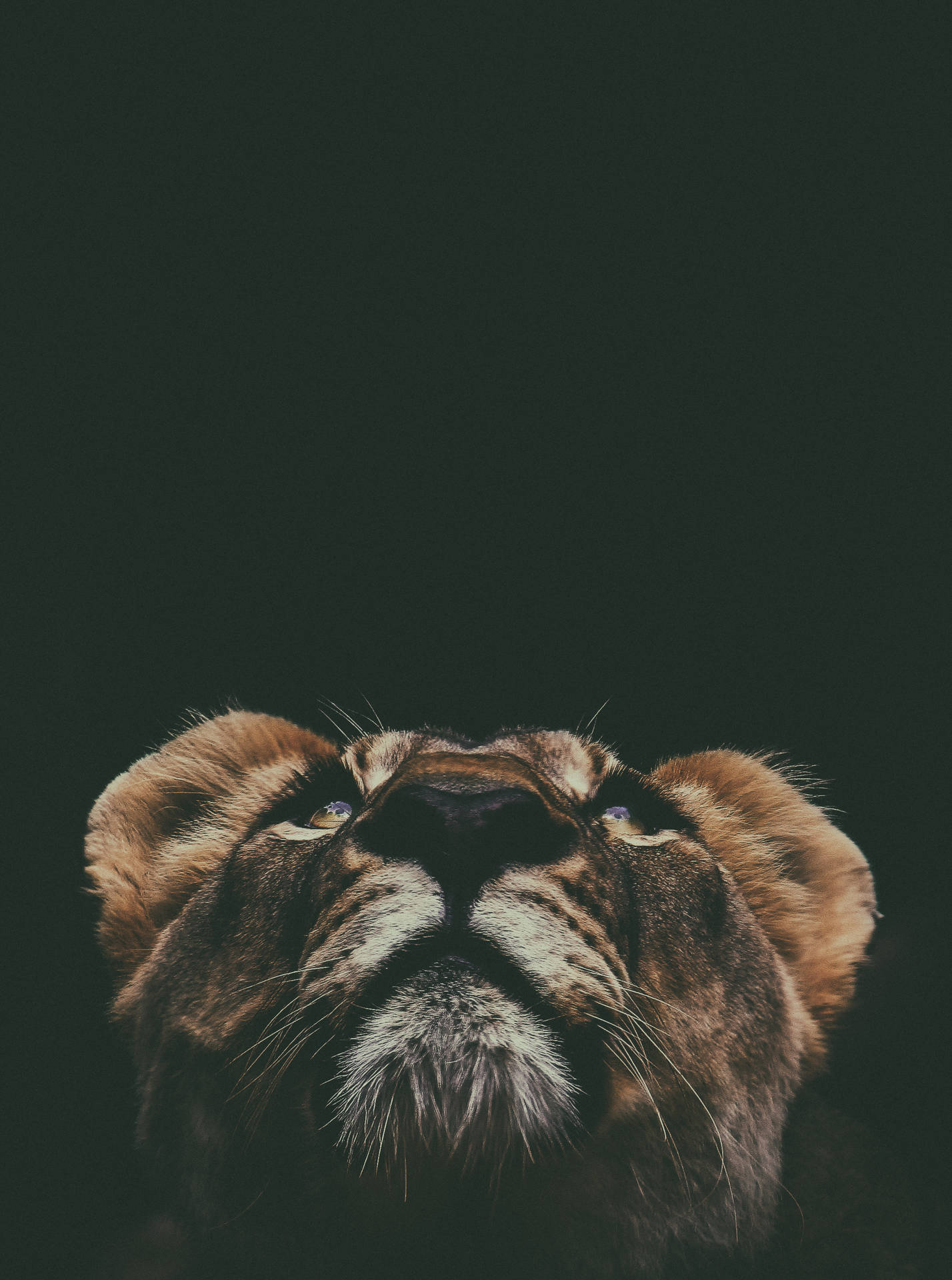 Lion Cub Portrait From Below Wallpaper