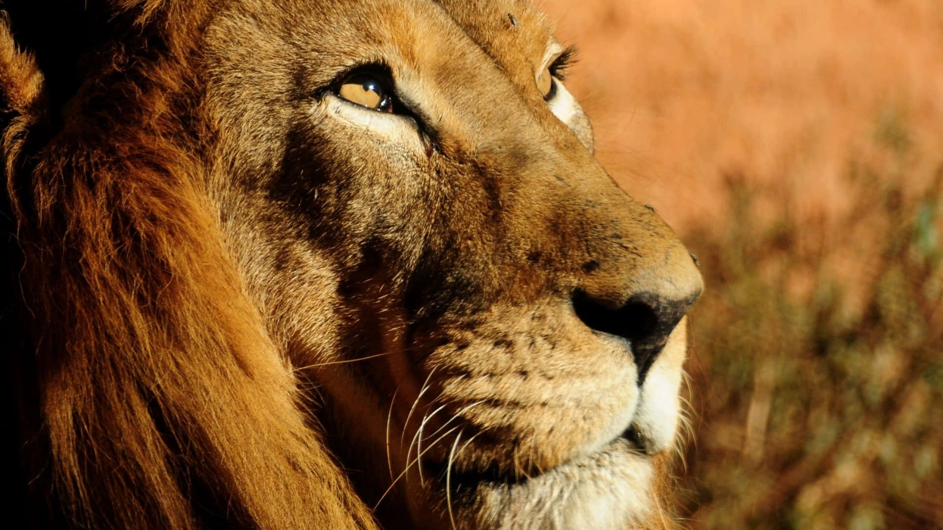 Lion Face Brown Eyes Wallpaper