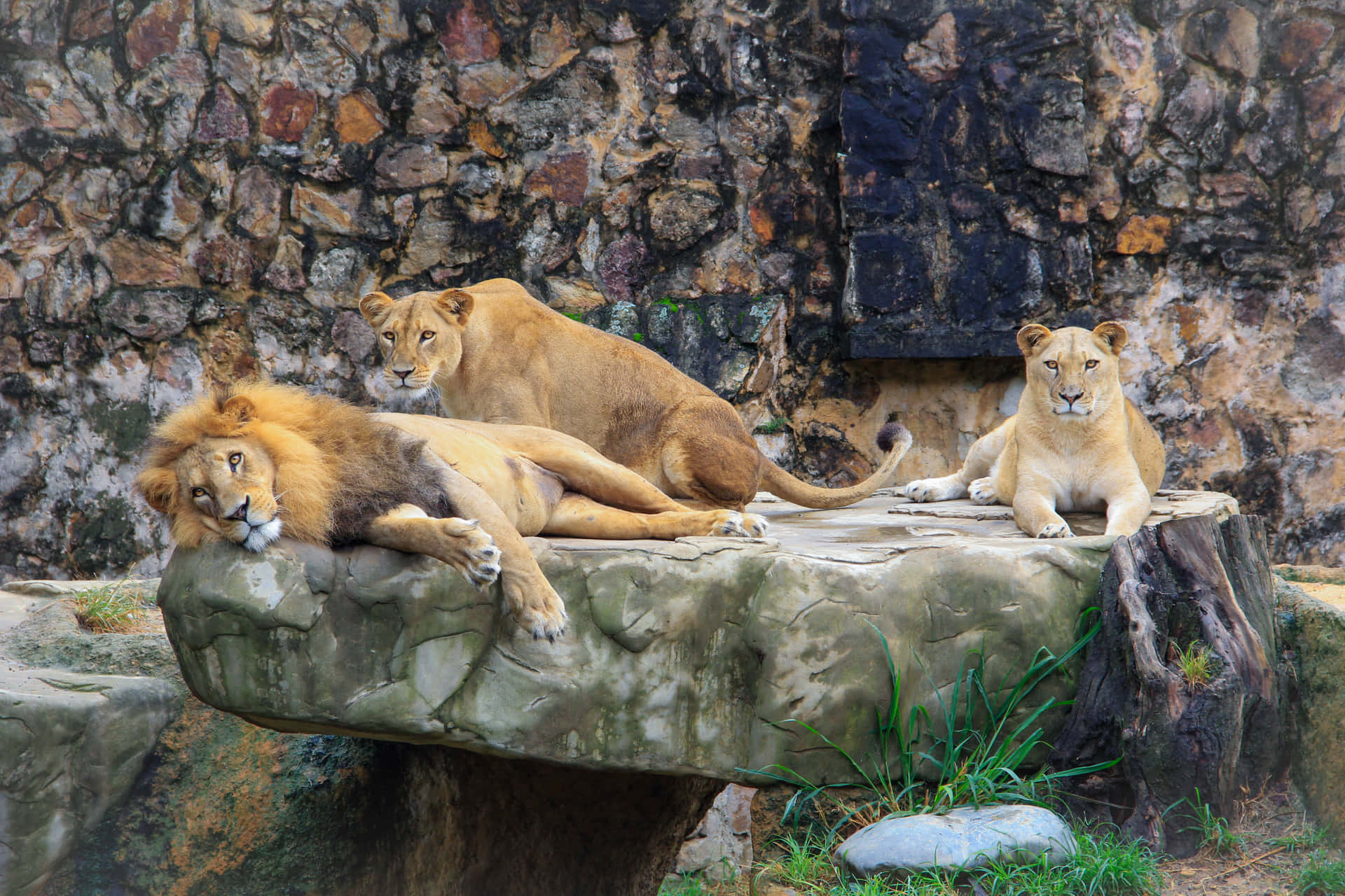 Lion Family In A Zoo Wallpaper