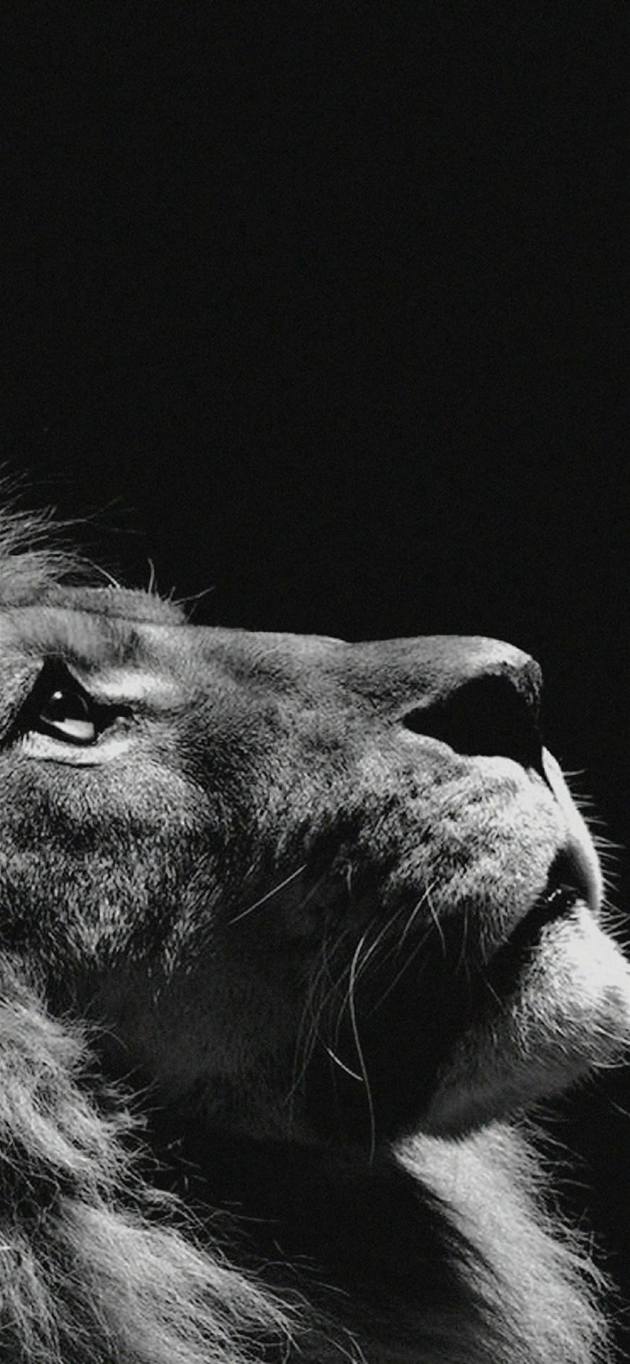 Lion Iphone Dark Wallpaper WallpapersOK