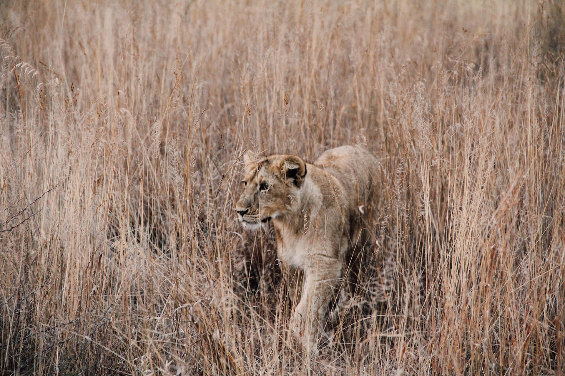 Lioness Hiding In Grassland Wallpaper