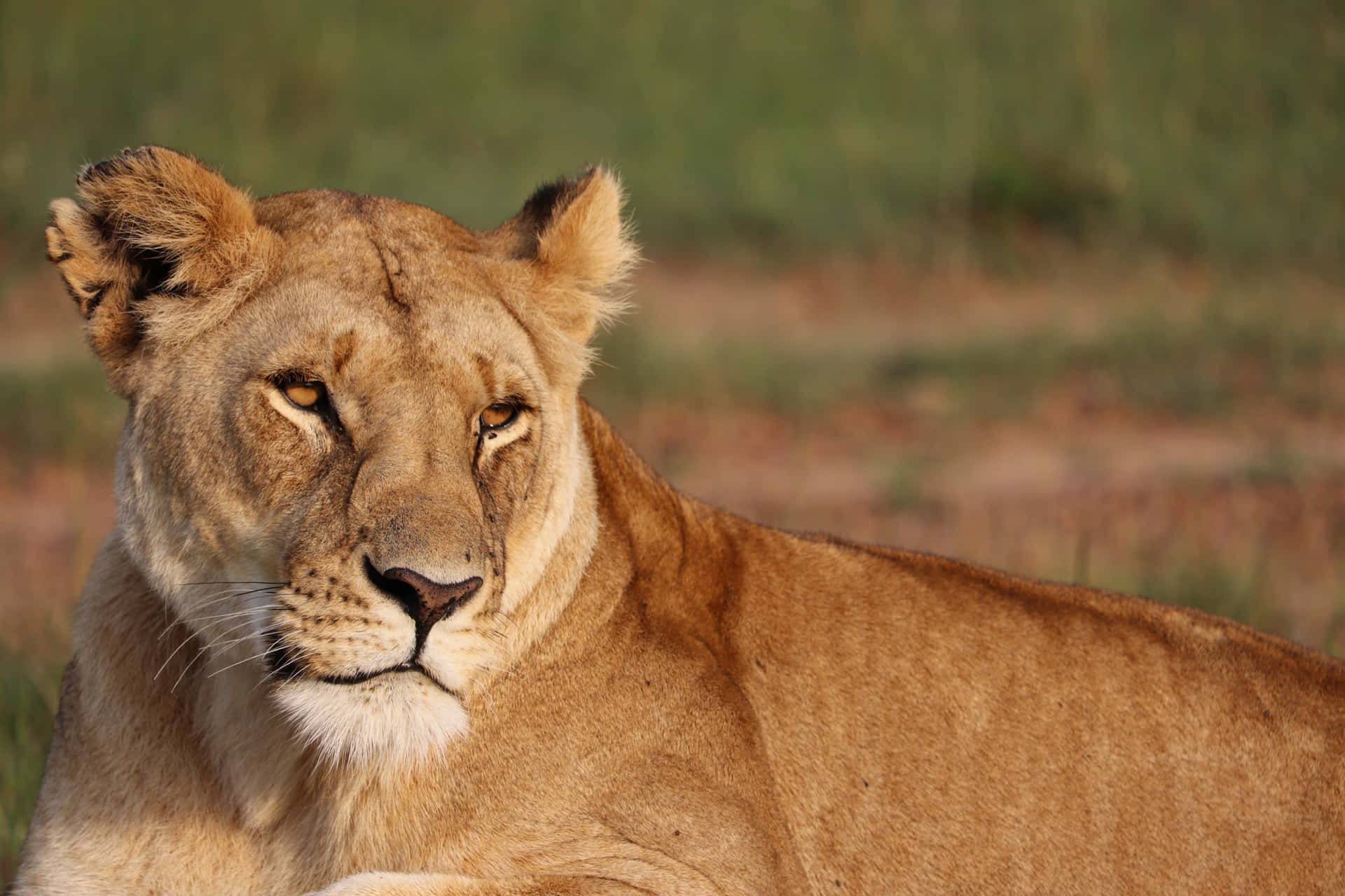 Lioness Relaxing Outdoors Wallpaper