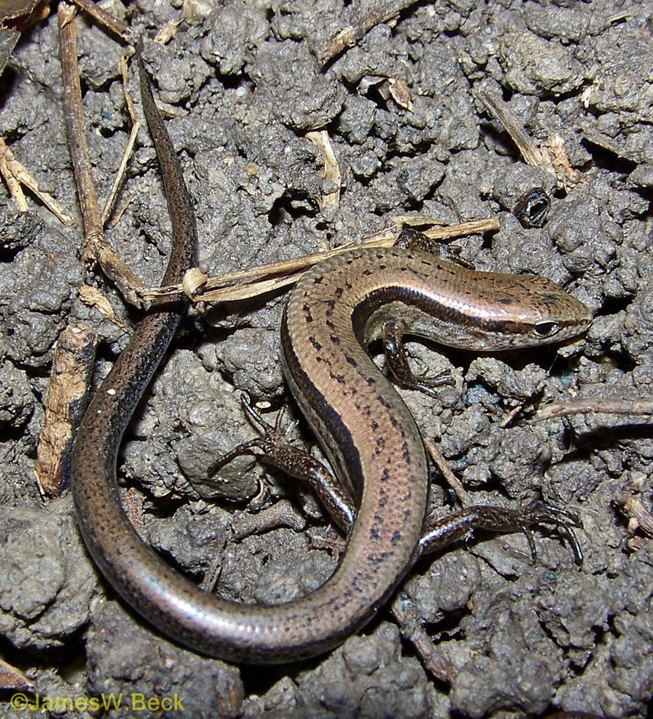 Little Brown Ground Skink Alabama Wallpaper