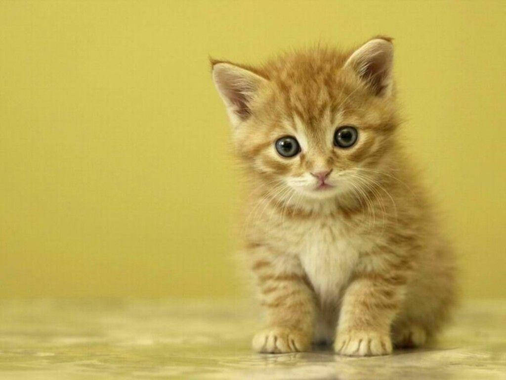 Little Fluffy Orange Kitten Wallpaper