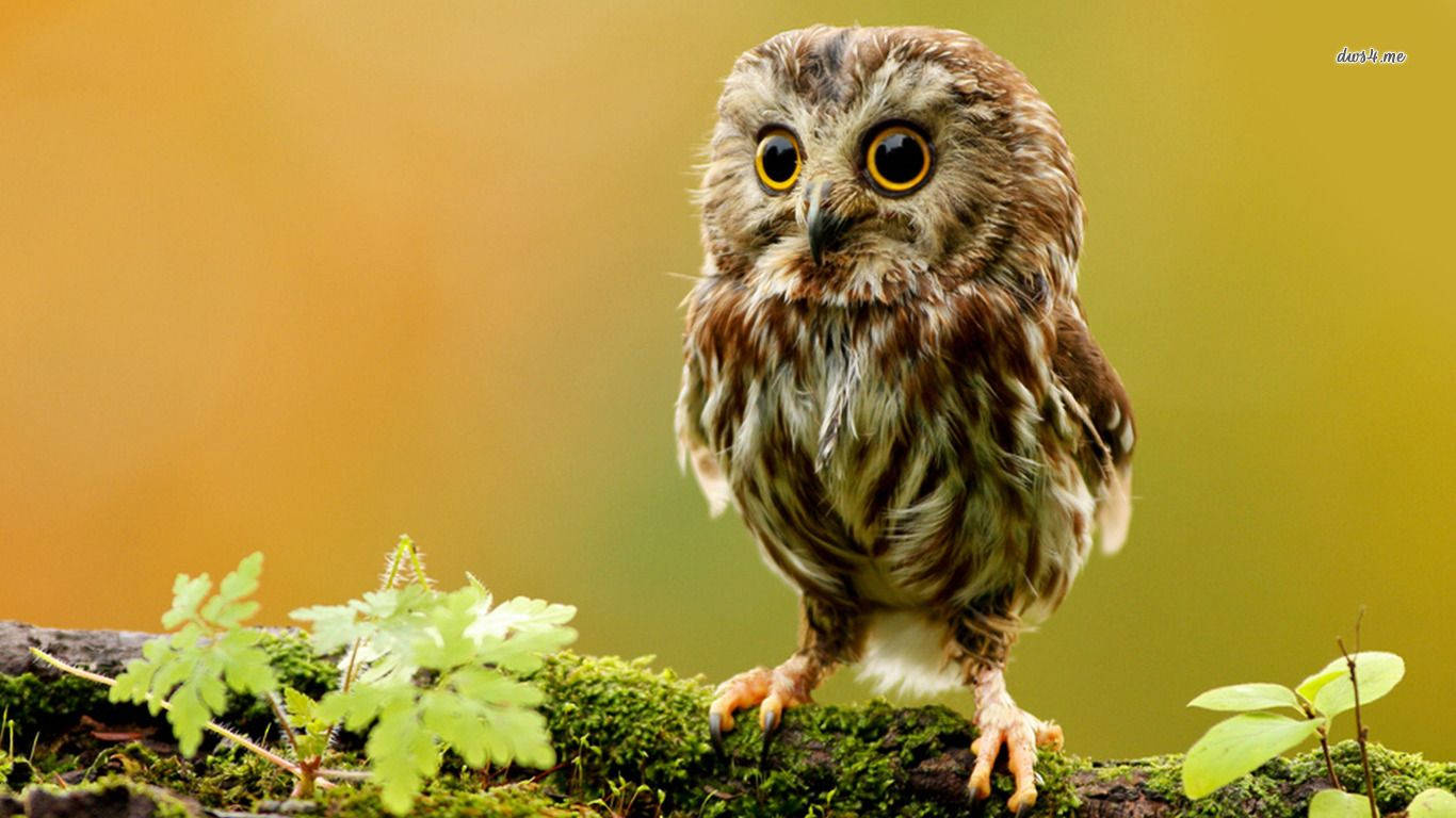 Little Owlet Animal Wallpaper
