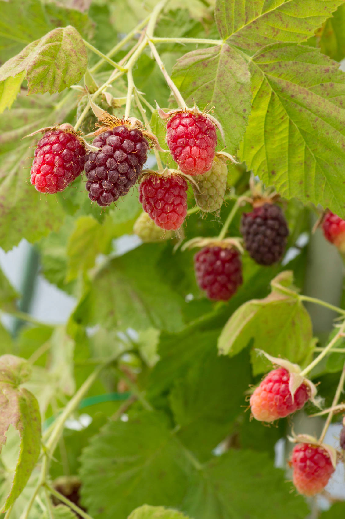 Loganberry Fruits Wallpaper