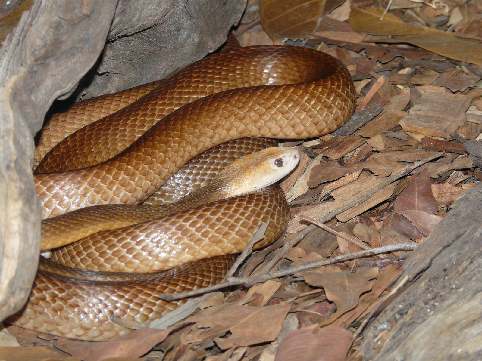 Long Brown Taipan Reptile Wallpaper