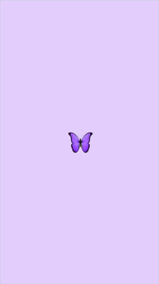 Look At The Cool Butterfly And Its Vibrant Coloring! Wallpaper