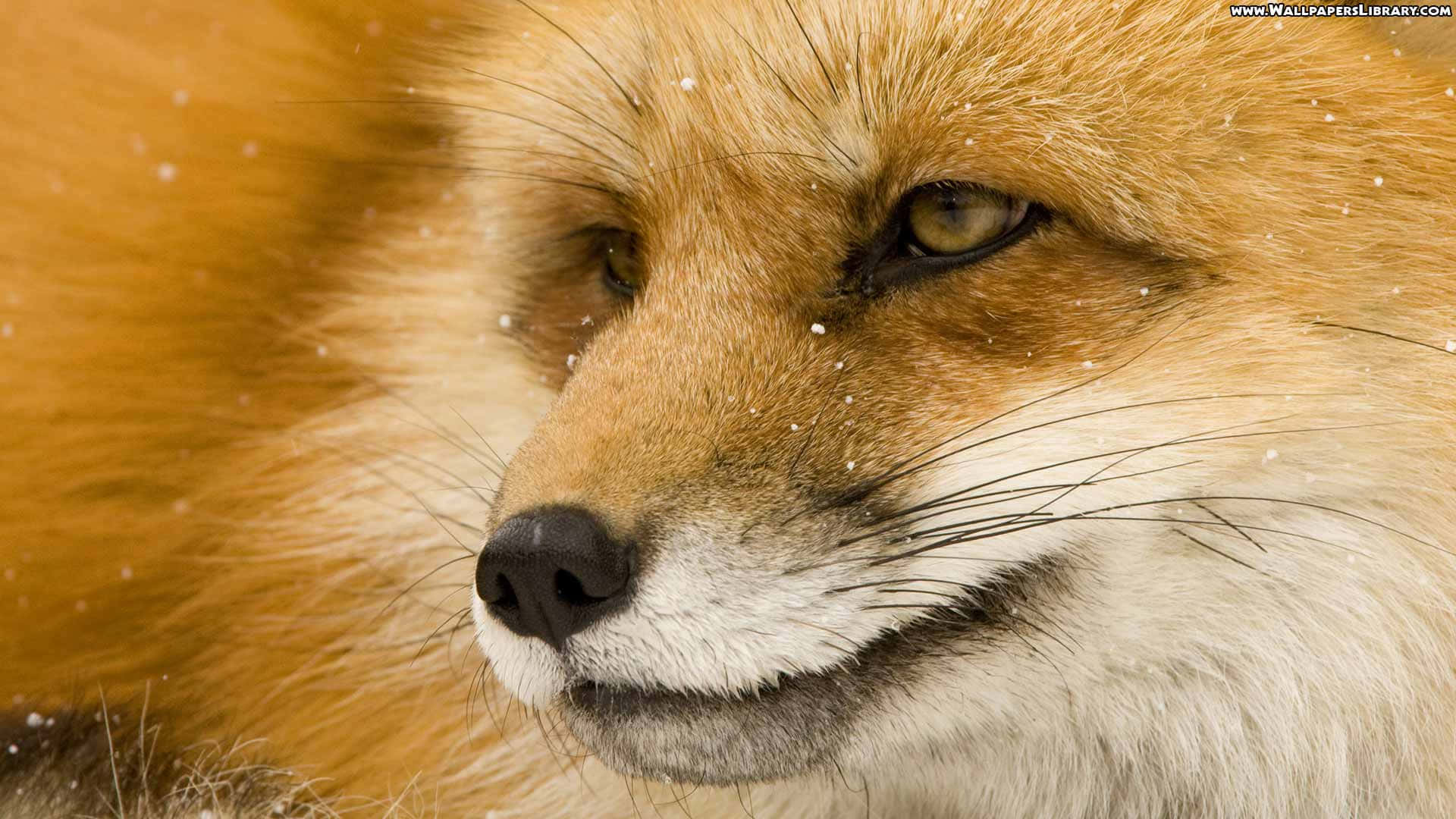 Look Out! This Cool Fox On The Move Wallpaper
