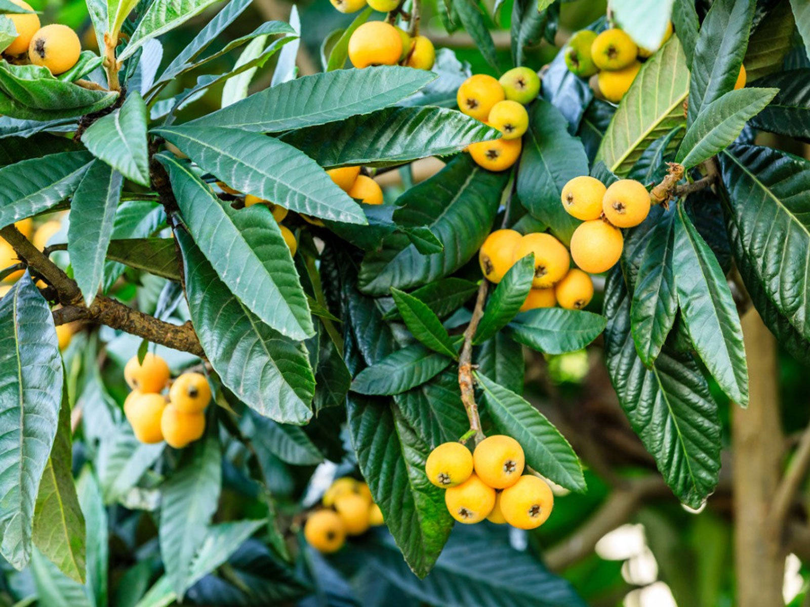 Loquat Plant Fruits Bundles Wallpaper