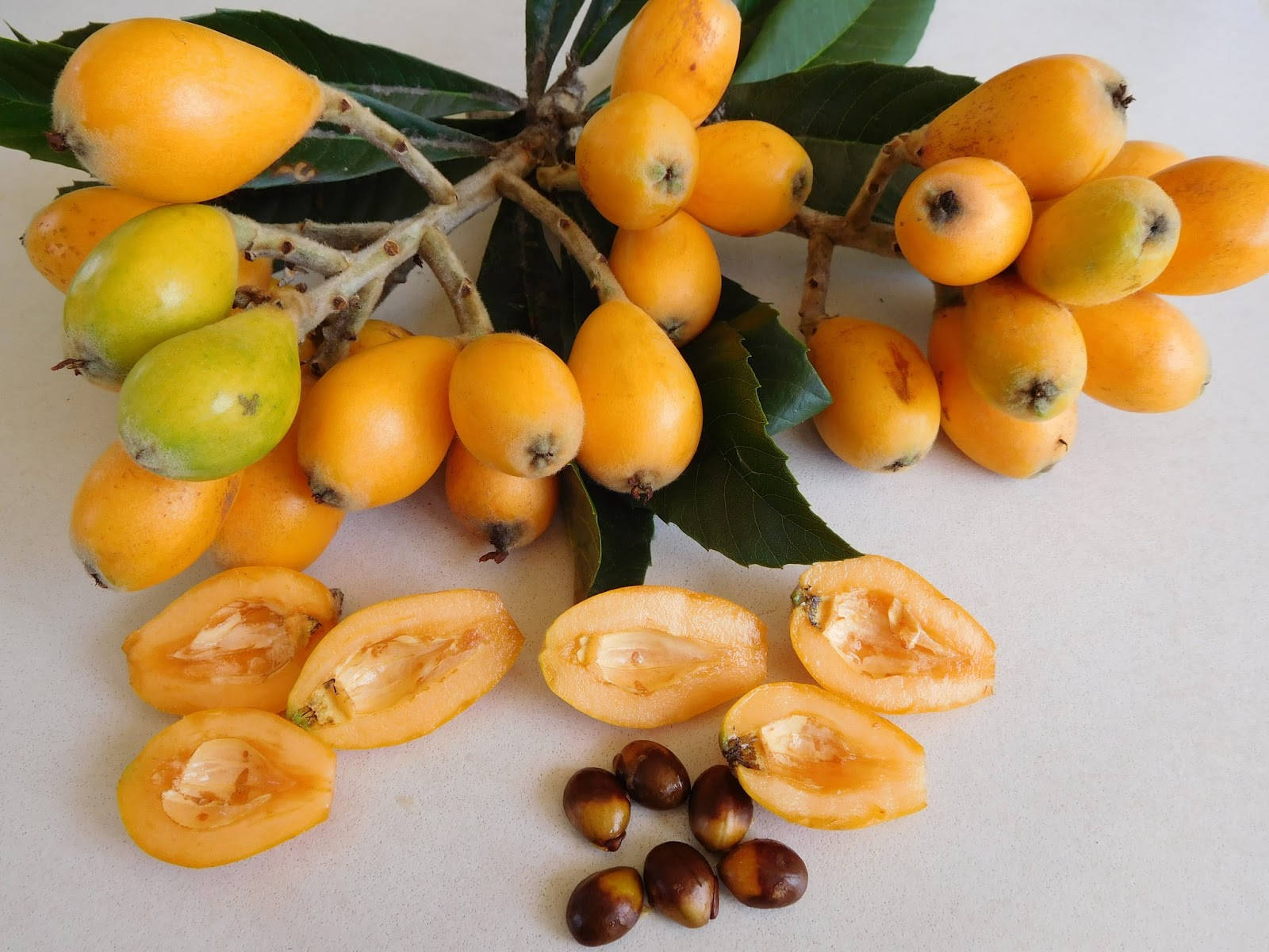 Loquat Plant Fruits Wallpaper