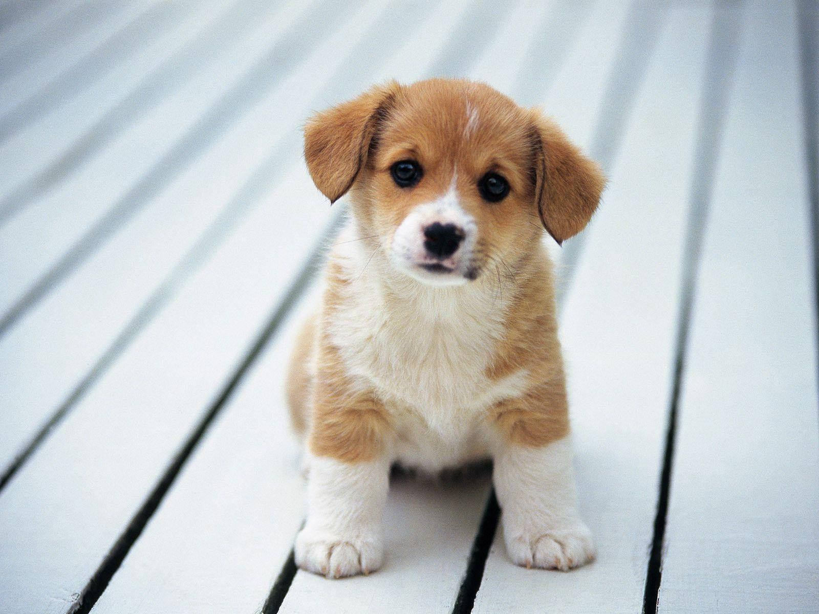 Lovely Brown Puppy Wallpaper