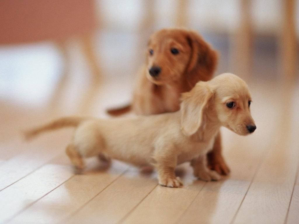 Lovely Dachshund Puppies Wallpaper
