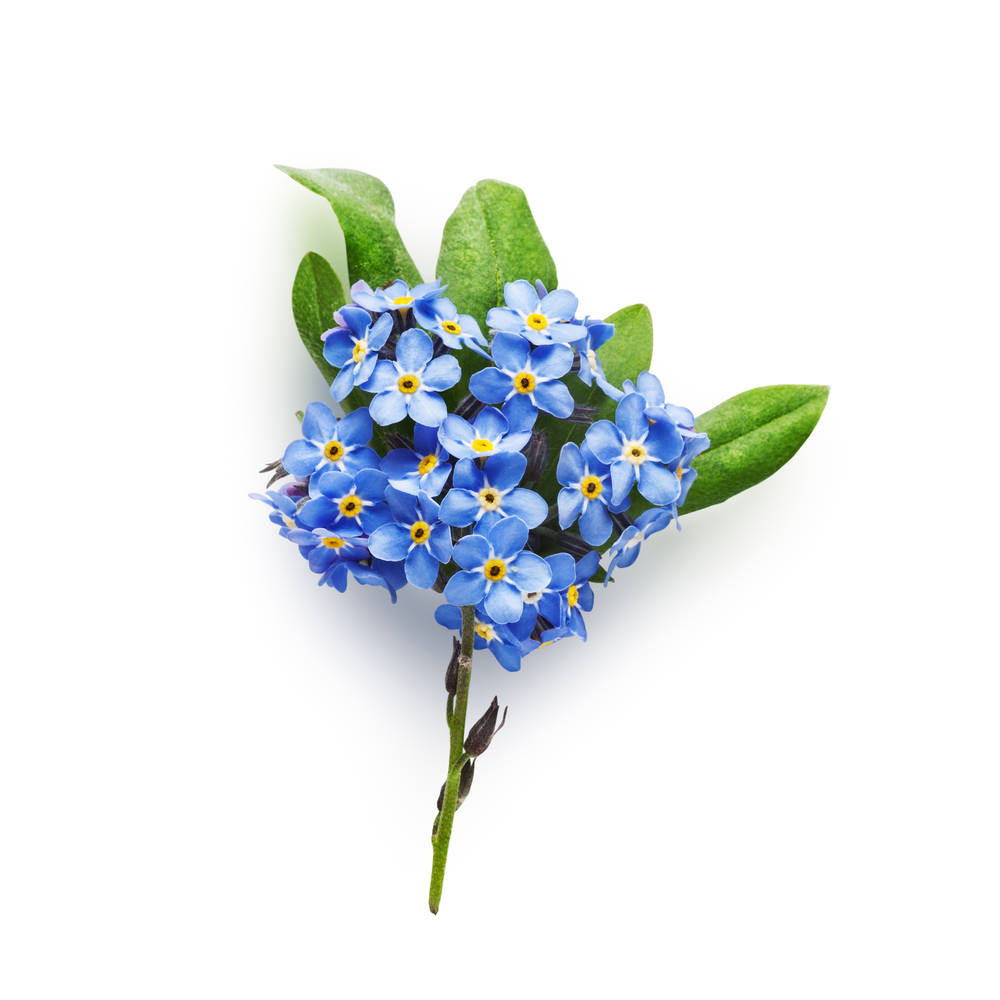 Lovely Forget Me Not Flower Wallpaper