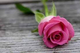 Lovely Pink Rose Wallpaper