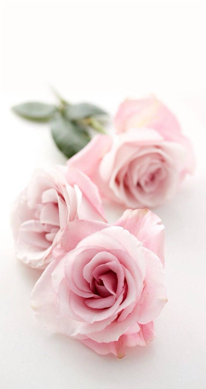 Lovely Pink Rose Iphone Wallpaper