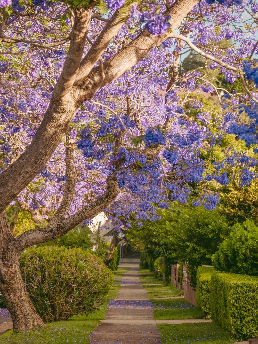 Lovely Purple Tree Wallpaper