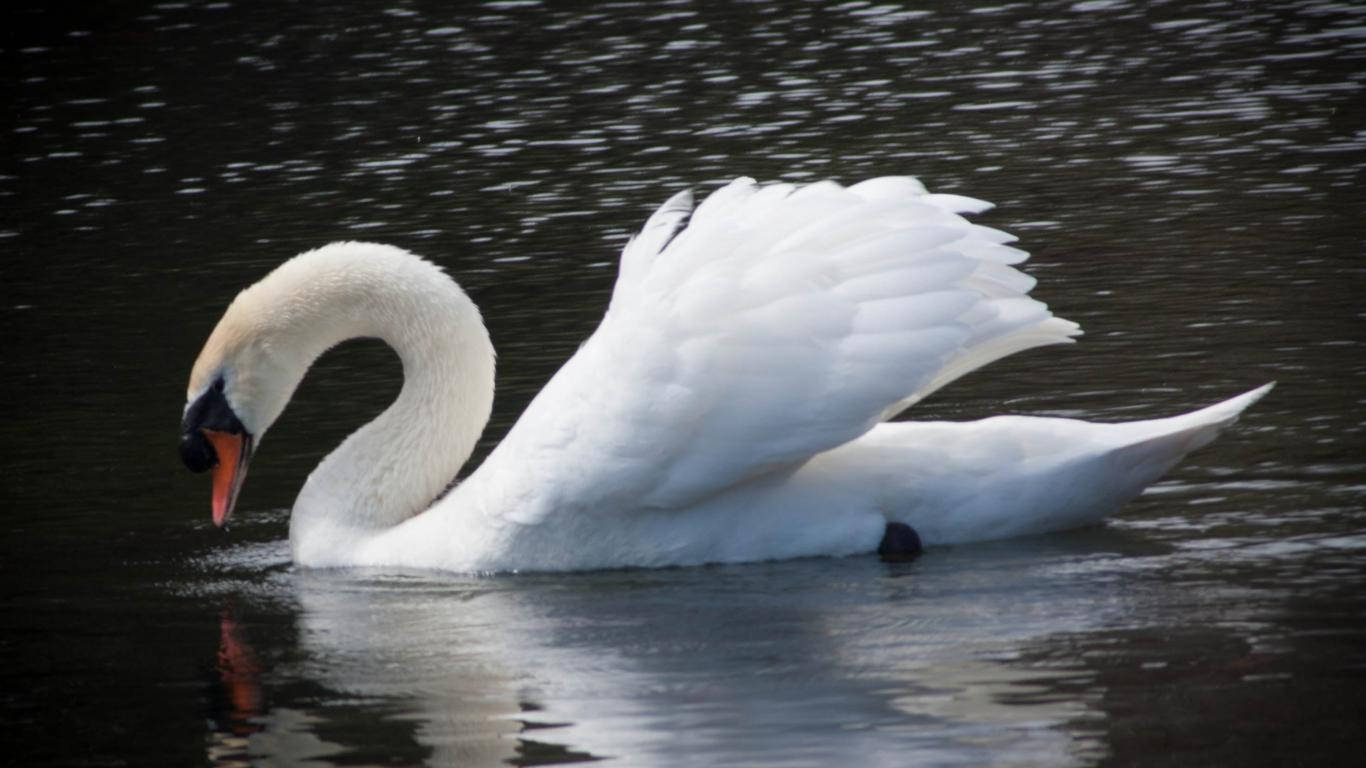 Lovely White Goose Wallpaper