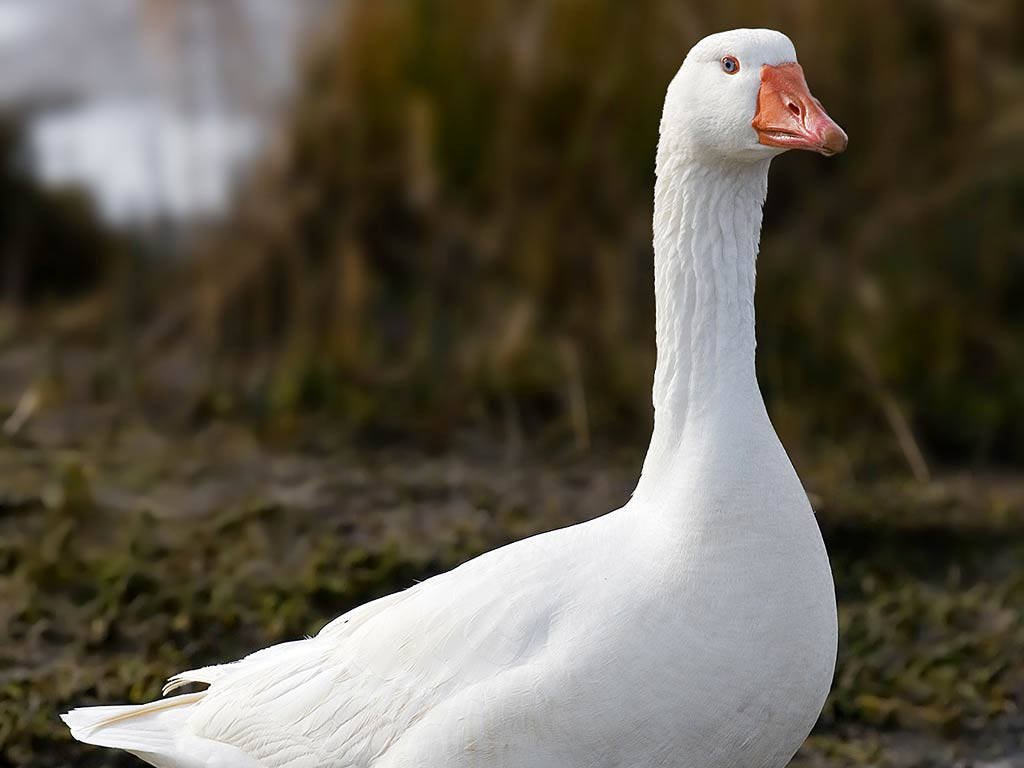 Lovely White Goose Wallpaper