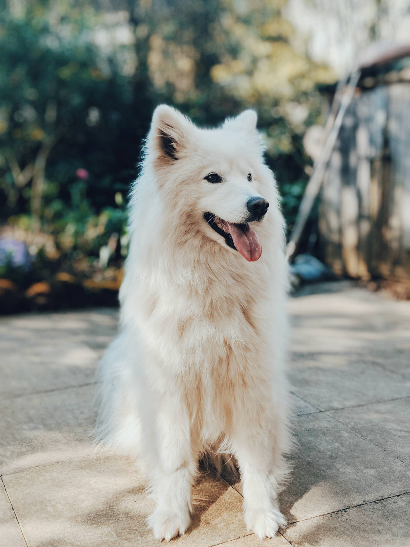 Loyal And Protective - White Shepherd Dog Wallpaper